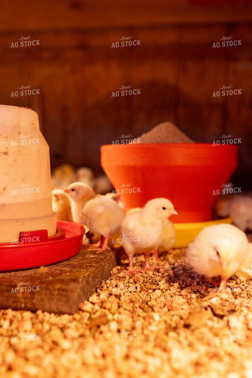 Chicks 161154