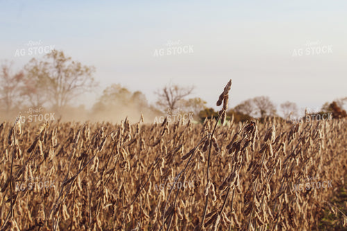 Soybeans at Harvest 52059