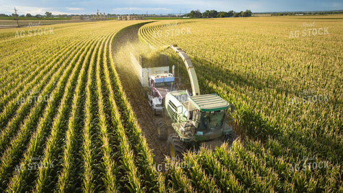 Silage Harvest 56547