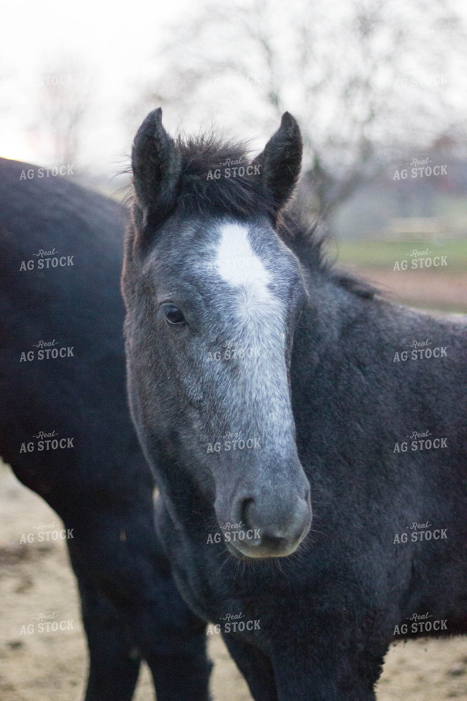 Up Close Black Horse 73024