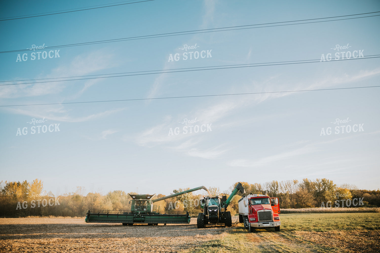 Soybean Harvest 6739