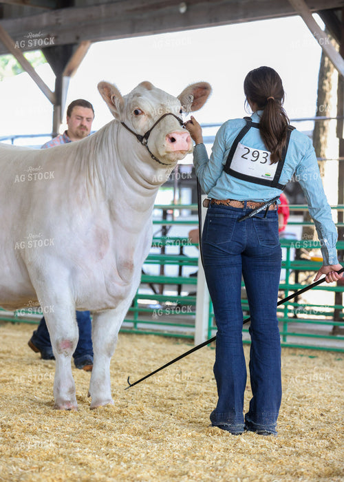 Showing Cattle 160249