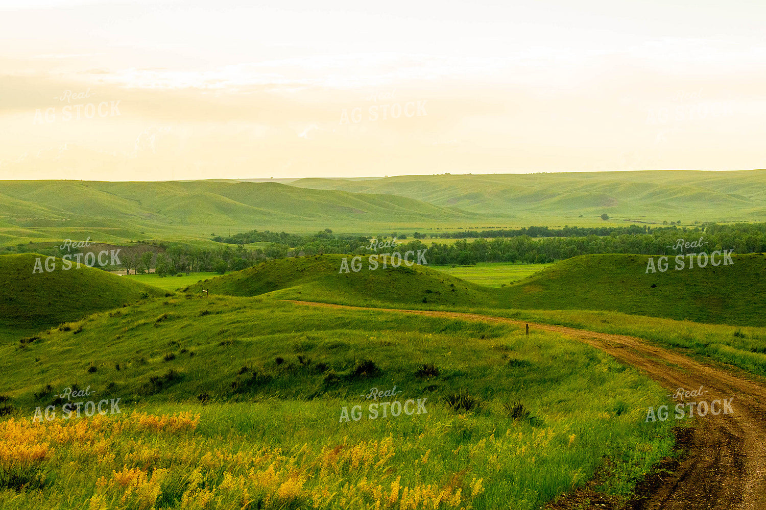 Rural Landscape 299057