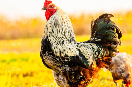 Chicken 299090