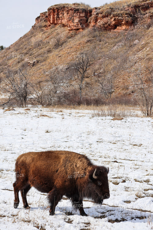 American Bison 261030