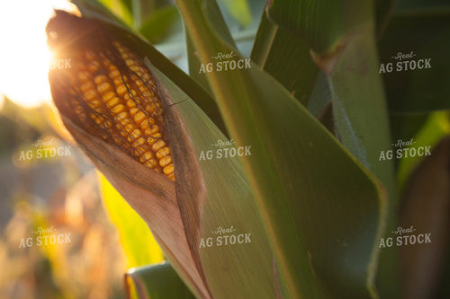 Corn - Mid-Season 1313