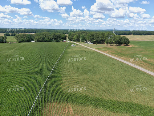 Corn Field with Irrigation 79143