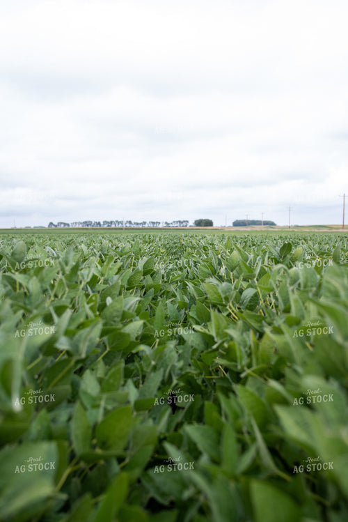 Soybean Field 76275