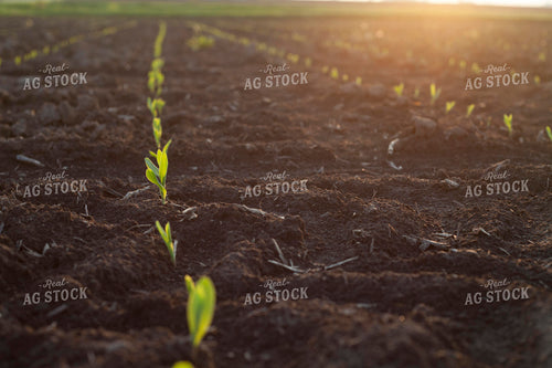 Corn - Early Growth 1150