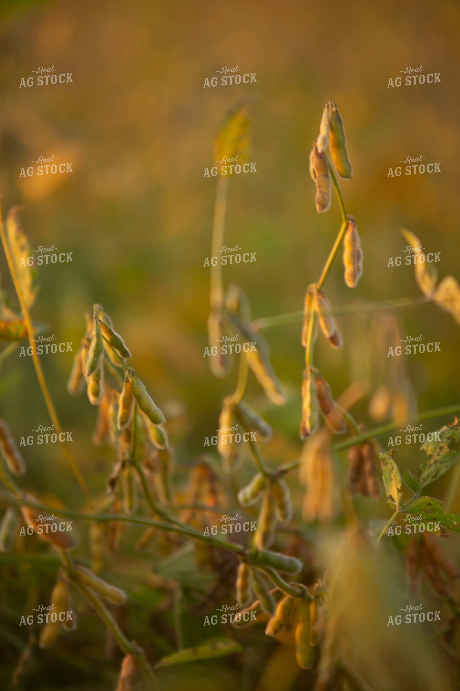 Soybeans - Dry 1526
