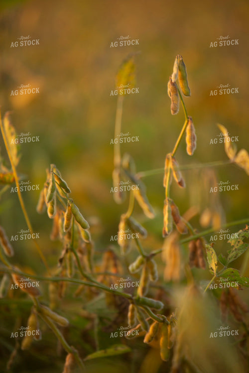 Soybeans - Dry 1526