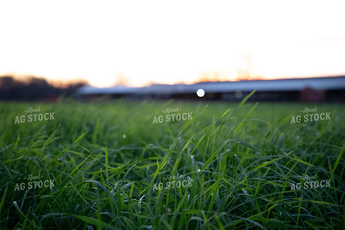 Grass by Cattle Barn 142040