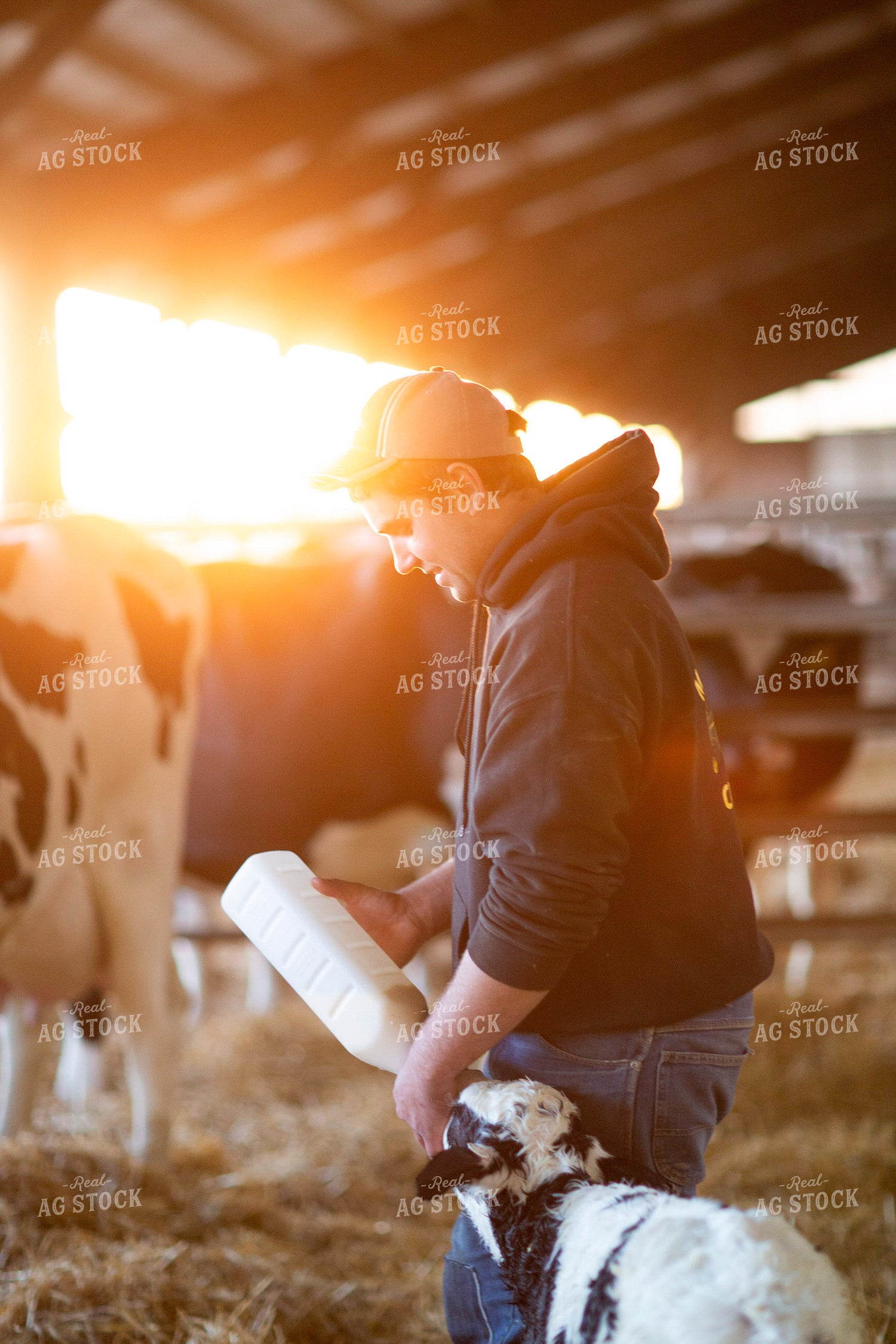 Dairy Farmer Bottle Feeding Calf 55337