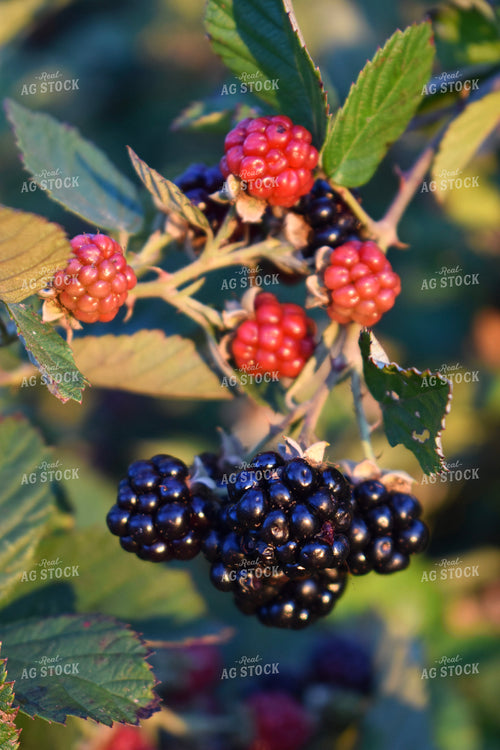 Blackberries 156126