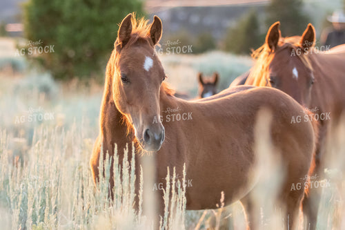 Horses 188056