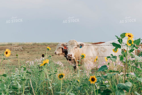 Cattle in Pasture 61029