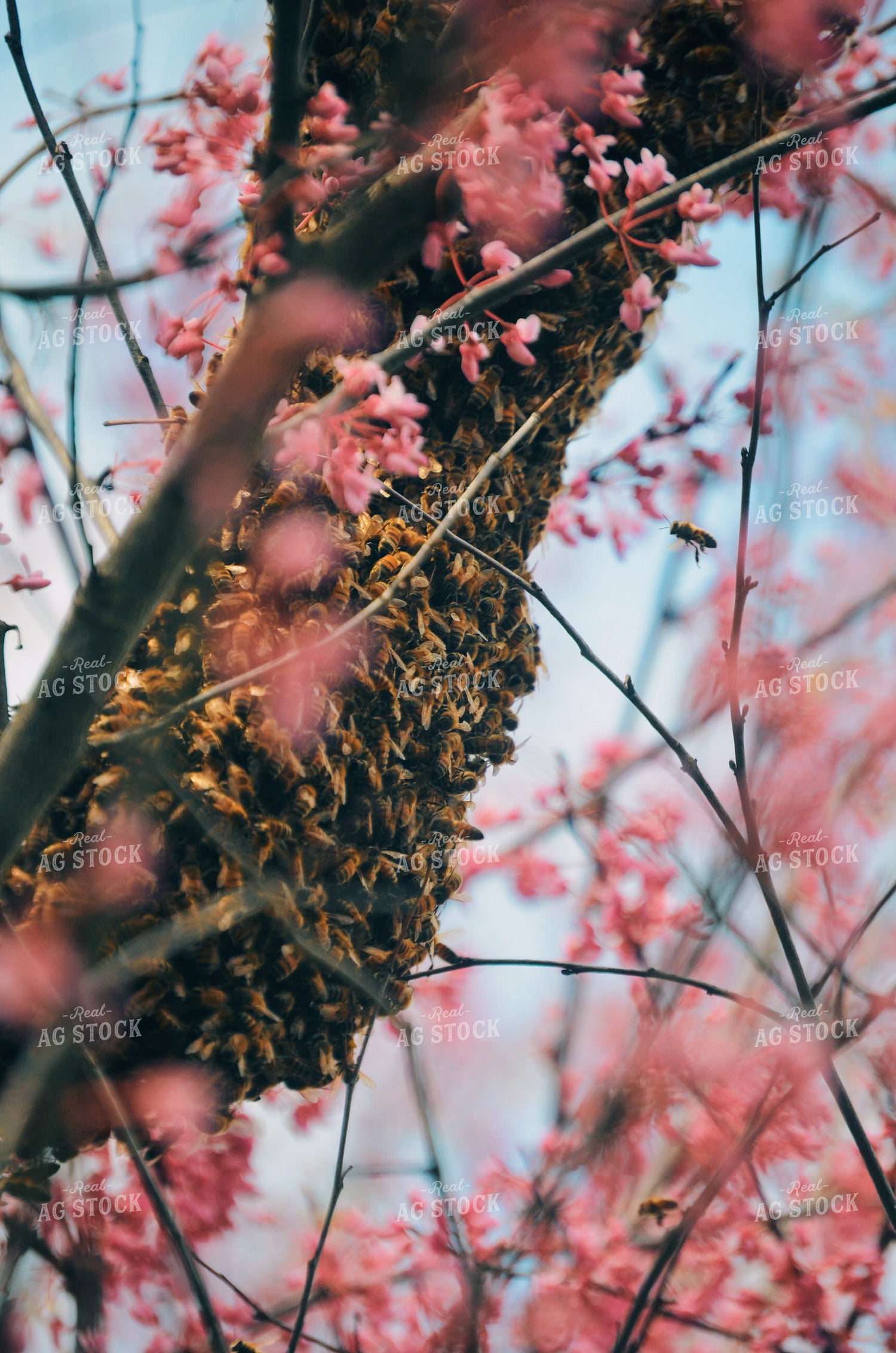 Bees 166008