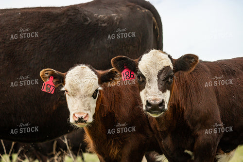 Angus Cross Calf 155218