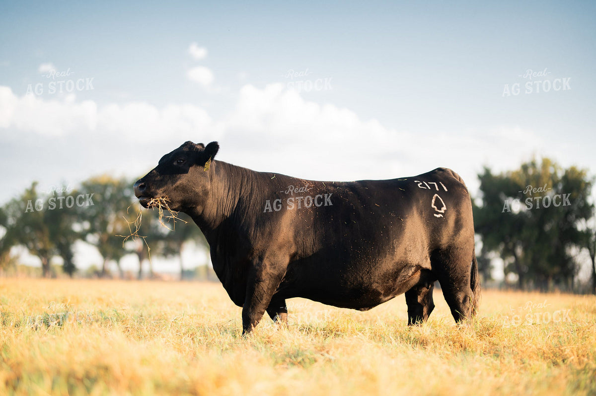Black Angus Bull Standing in Pasture 402060