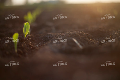 Corn - Early Growth 1145