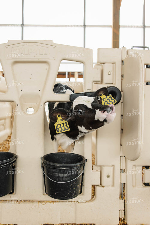 Holstein Calf 152768