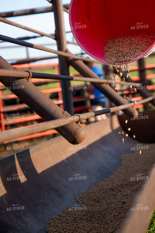 Farmer Pouring Feed Pellets in Feed Trough 208050
