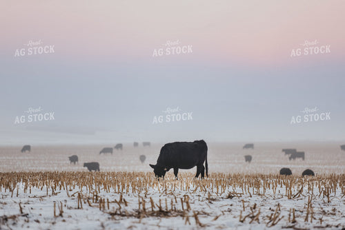 Cattle Grazing on Corn Stalks 68009
