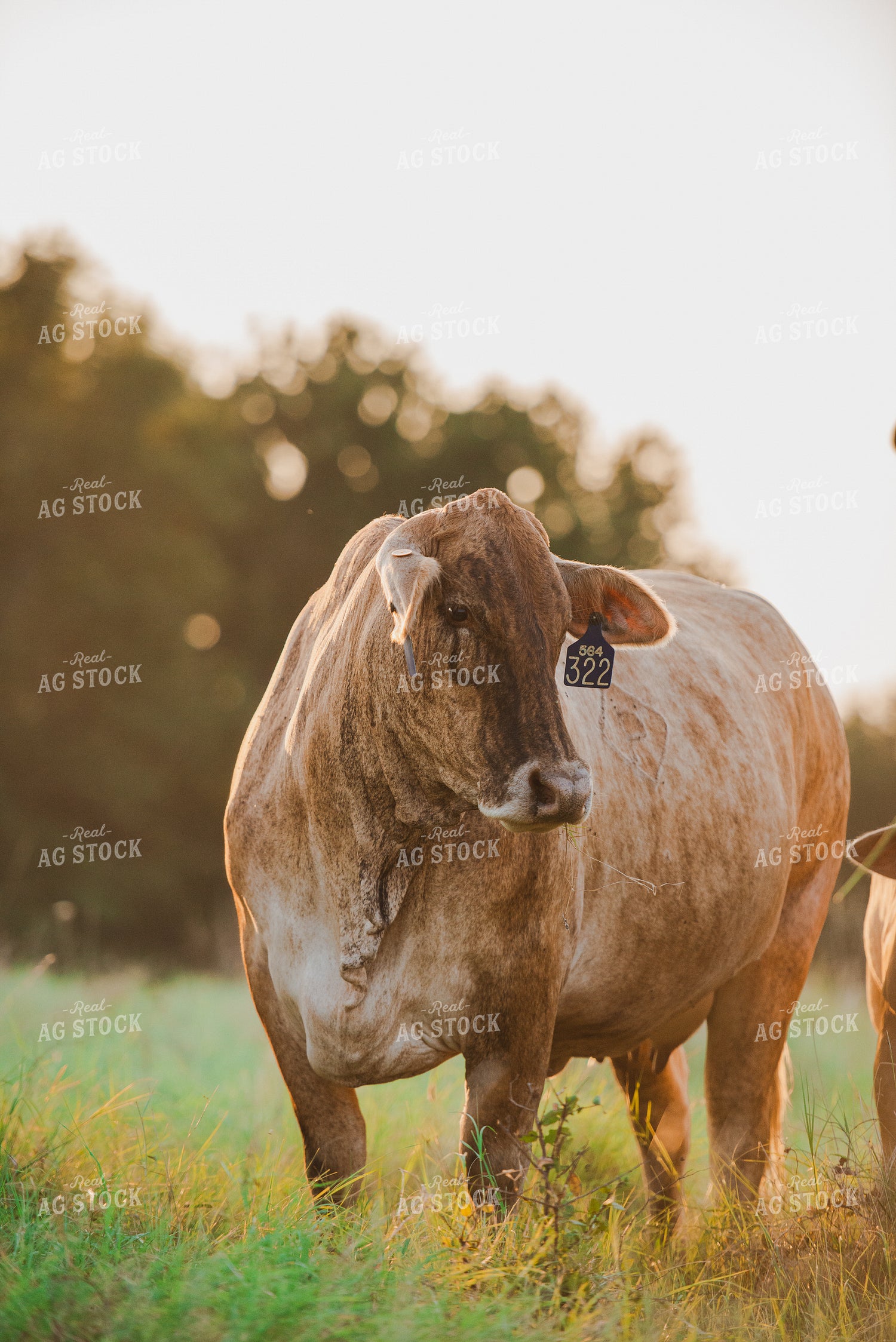 Cattle on Pasture 301050