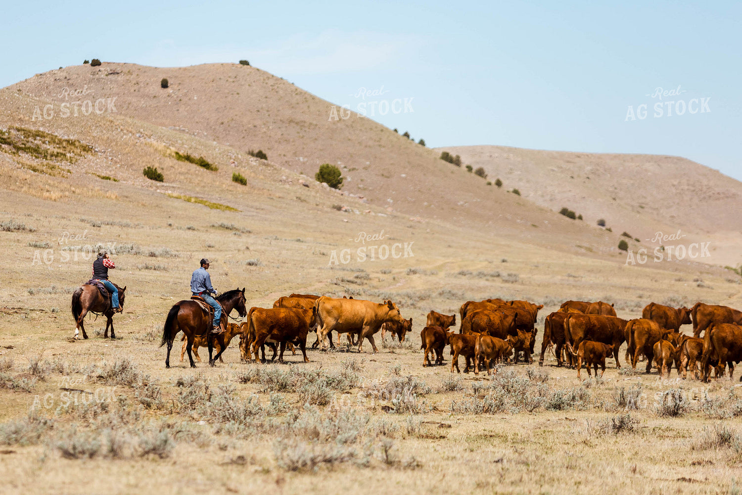 Ranchers Gathering Cattle on Horseback 97200