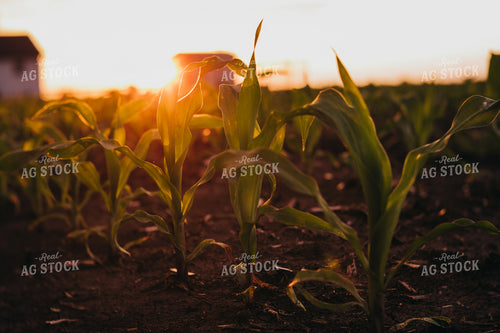 Early Stage Corn at Sunset 4325