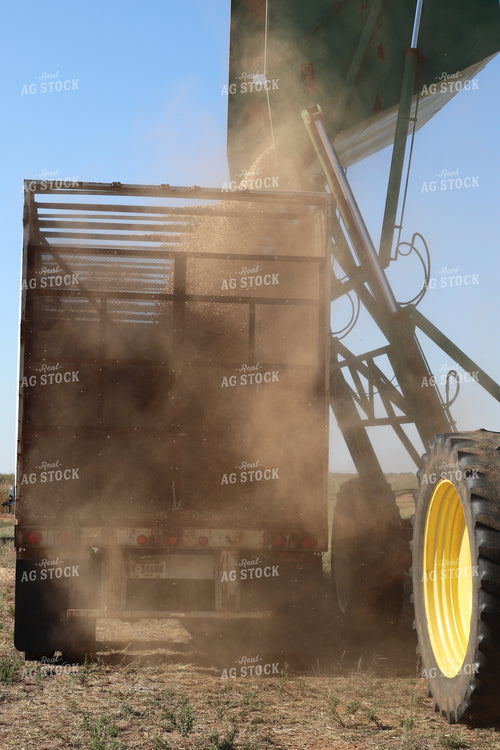 Peanut Harvest 102195