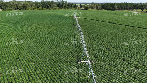 Center Pivot Irrigation System in Soybean Field 79915