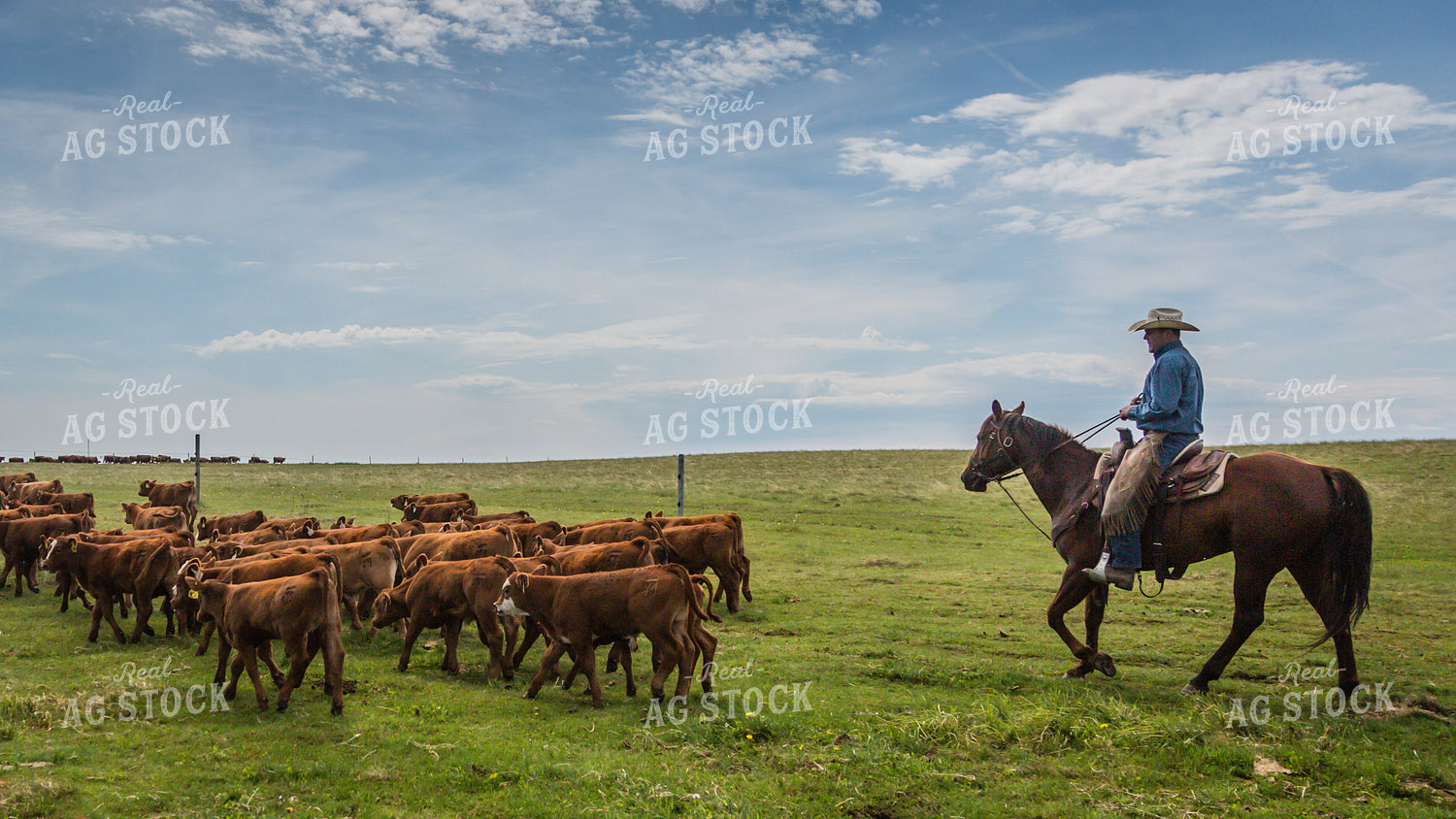 Ranchers Herding Red Angus Cattle on Horseback 138054