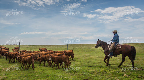 Ranchers Herding Red Angus Cattle on Horseback 138054