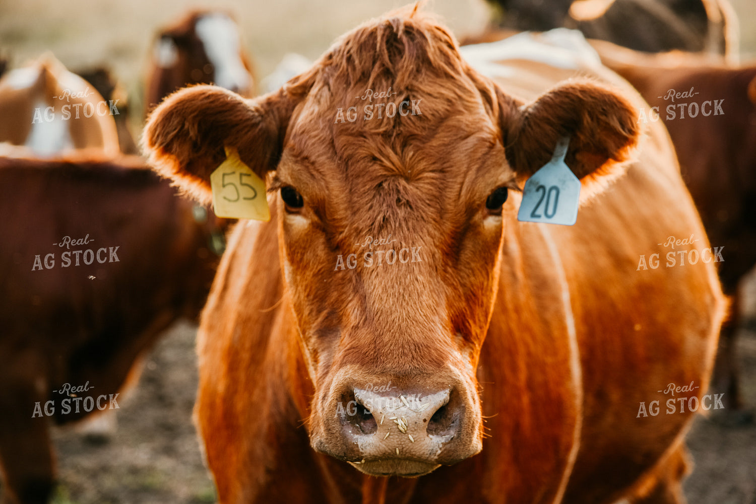 Cattle in Pasture 64156