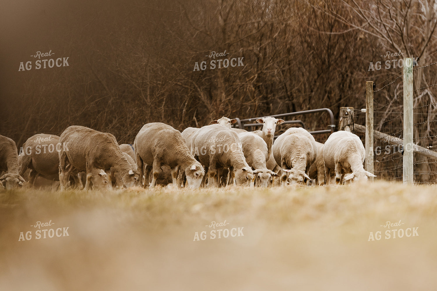 Sheep Grazing in Pasture 68148