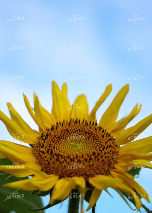Sunflowers 160157