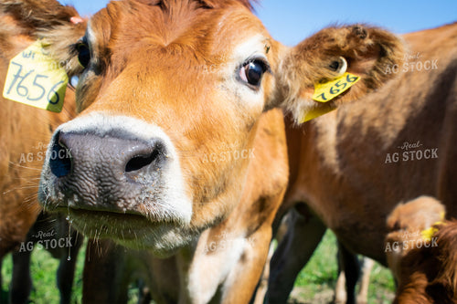 Cow Close Up 50029