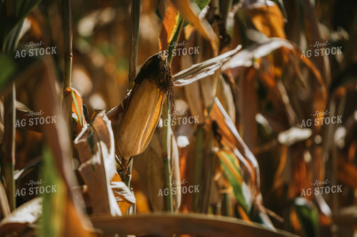 Dried Ear of Corn 4687