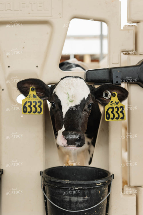 Holstein Calf 152769