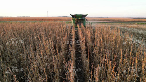 Soybean Harvest 65492