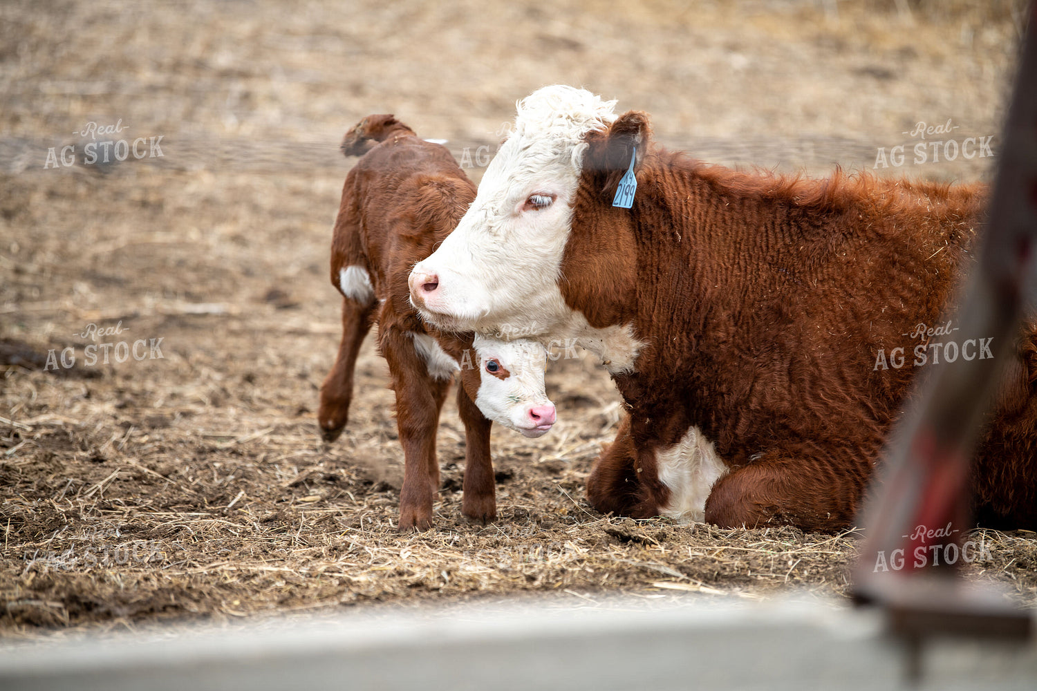 Hereford Cow Calf Pair 212024