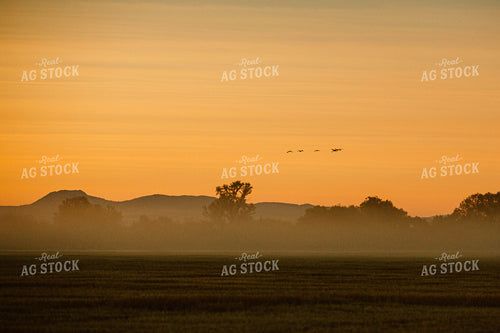 Scenic Treeline 81084