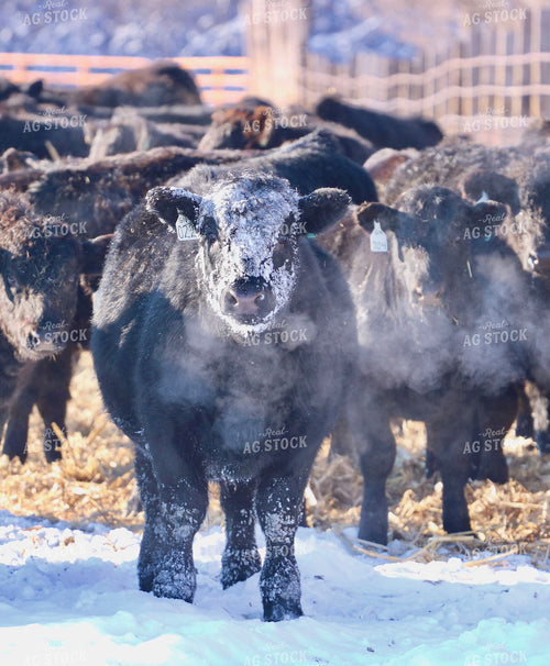 Angus Cattle in Snow 299192