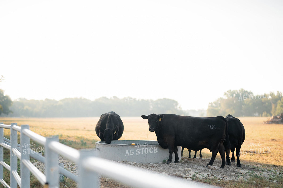Black Angus Cattle at Water Tank on Misty Morning 402010