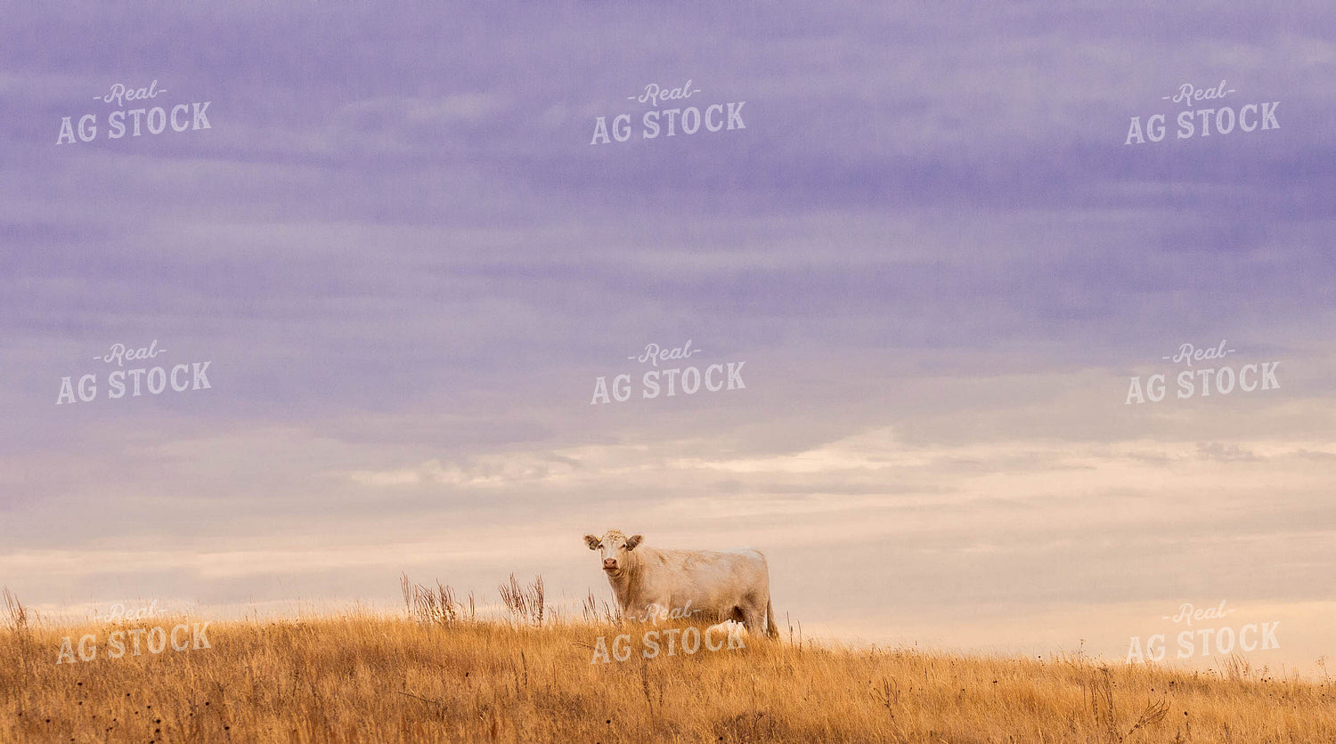 Charolais Cattle 299075