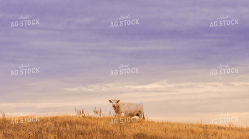 Charolais Cattle 299075