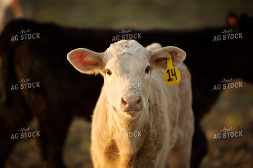 Calf - Charolais and Angus Cross 2262
