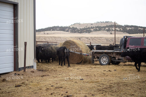 Feeding Cattle with Baler Truck 117260
