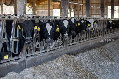 Holstein Cattle 50494